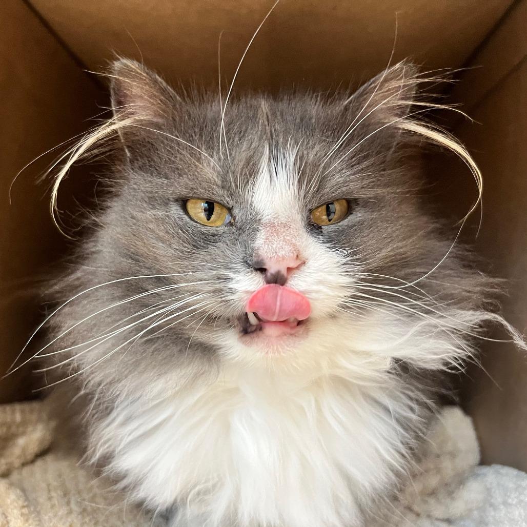 Enlarge Priscilla, a Adoptable Domestic Long Hair in Mebane, NC image 4/6