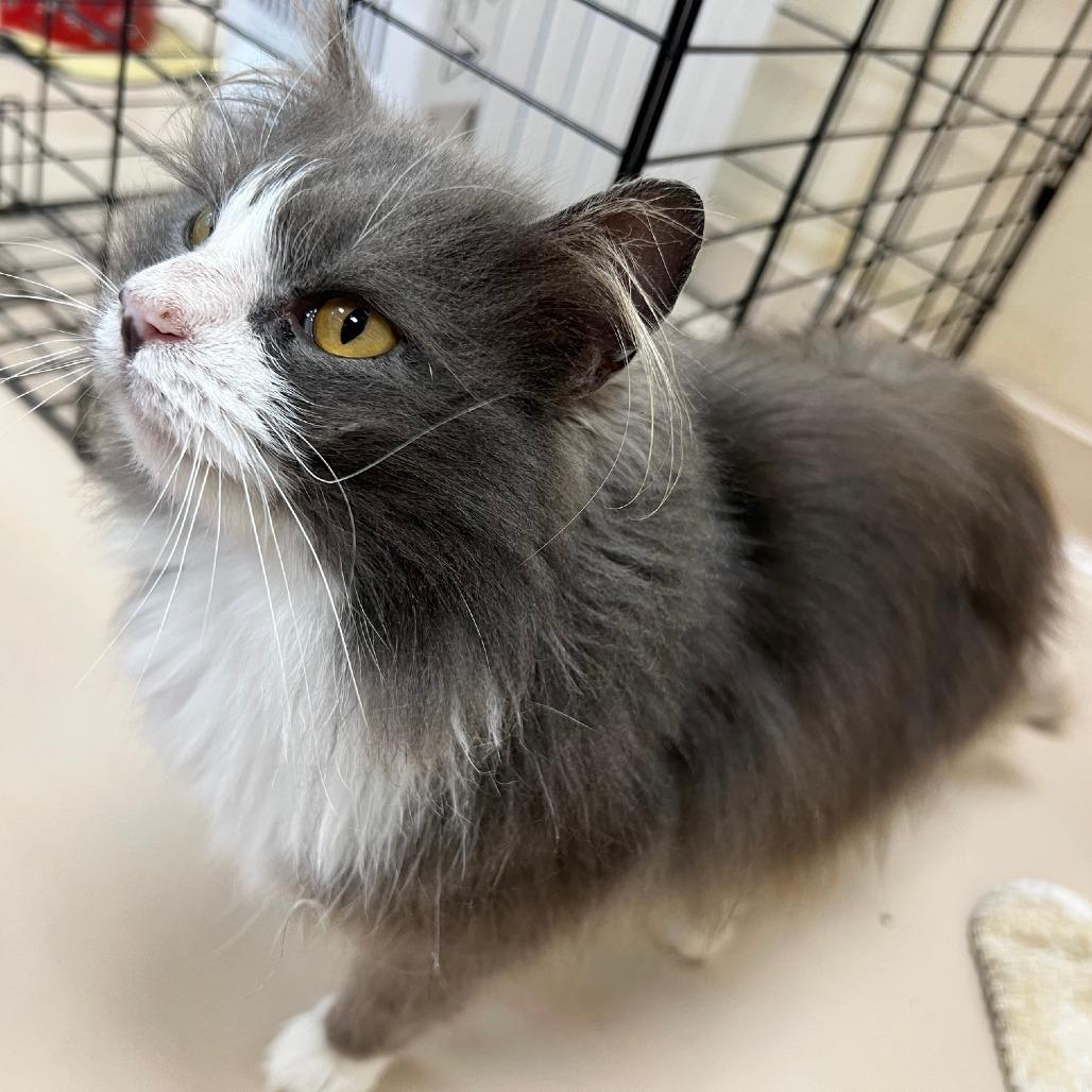 Enlarge Priscilla, a Adoptable Domestic Long Hair in Mebane, NC image 5/6