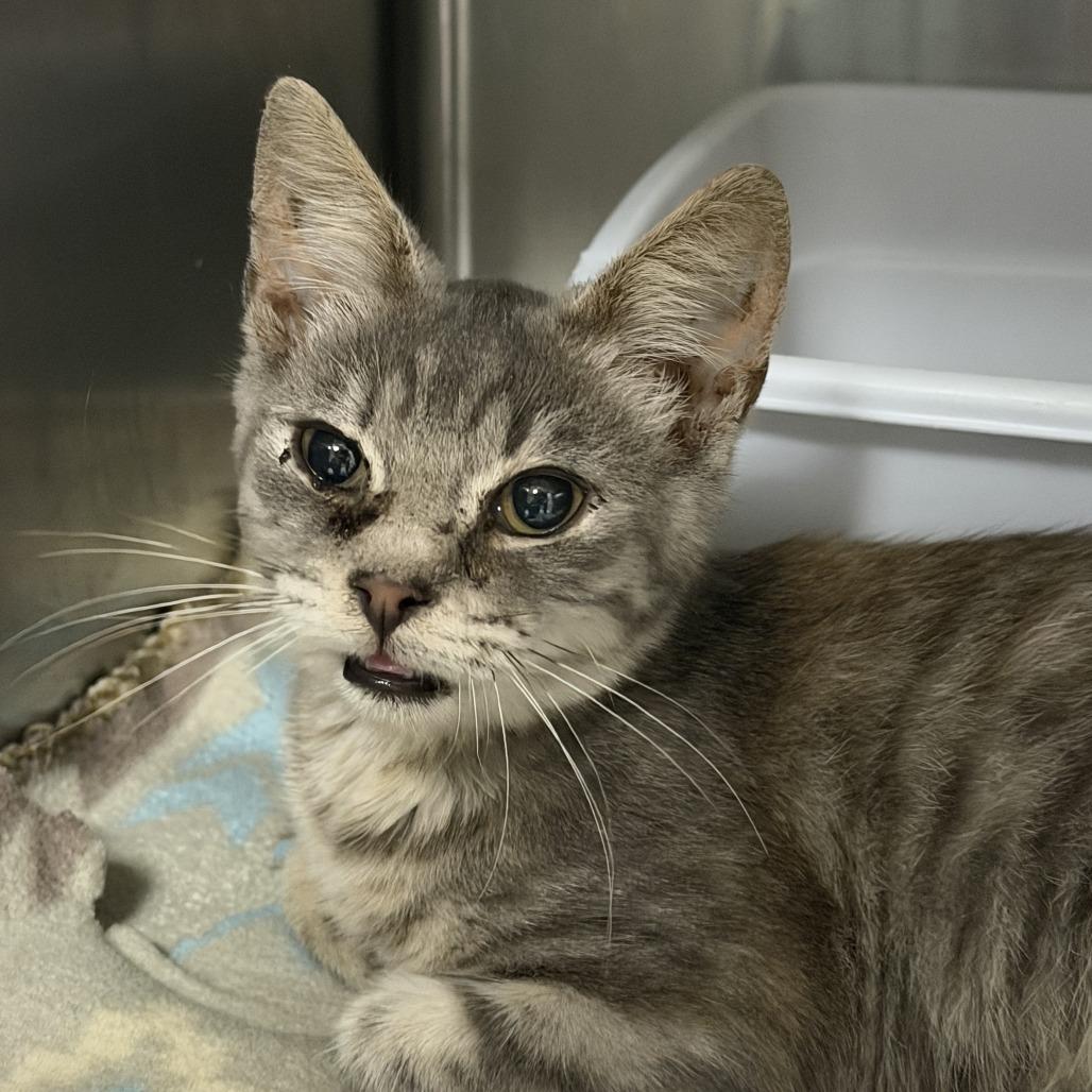 Fergie, Adoptable, Young Female Domestic Short Hair.