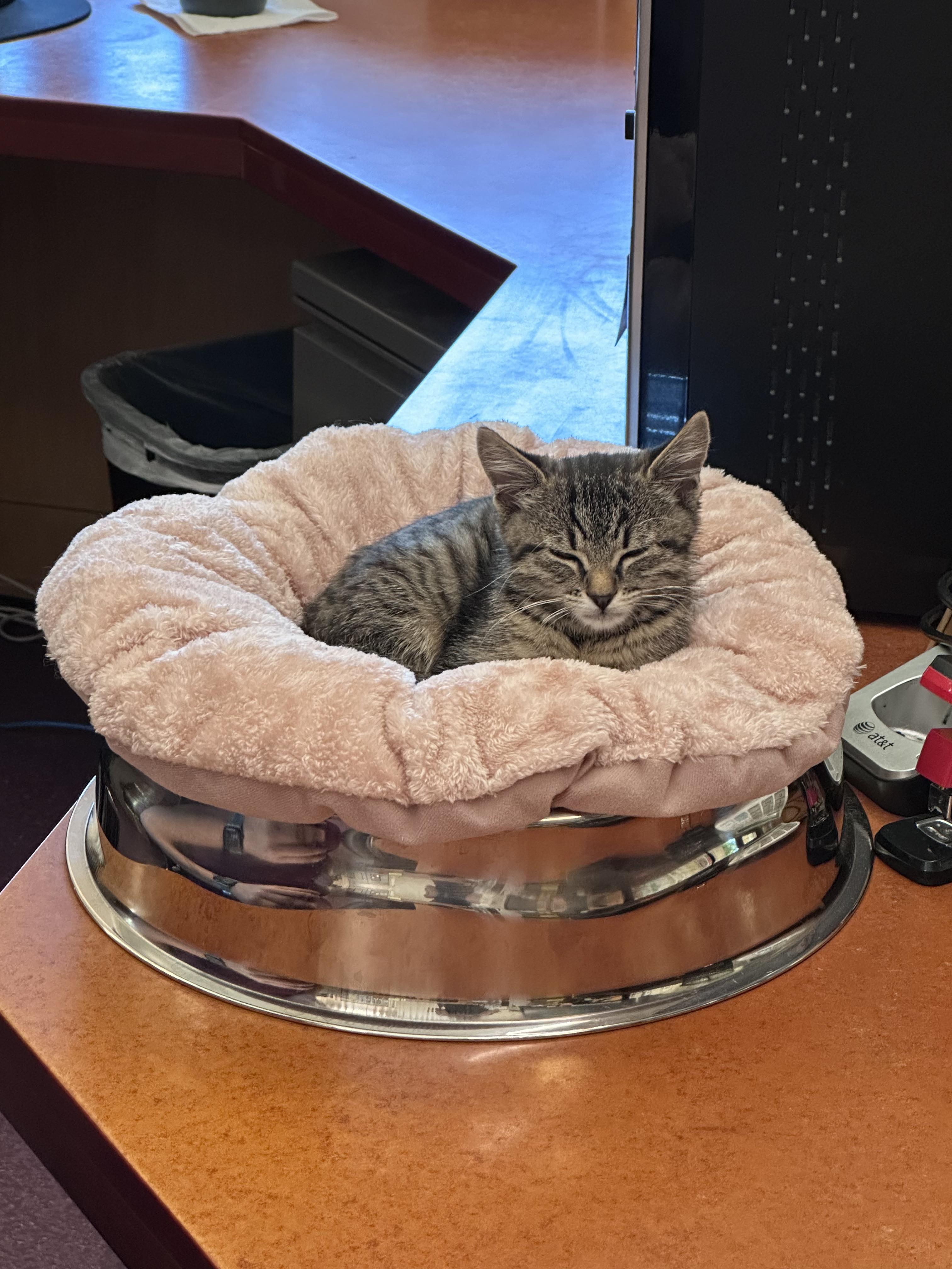 Enlarge Brittany, an adopted Domestic Short Hair in Elk Grove, CA image 4/5
