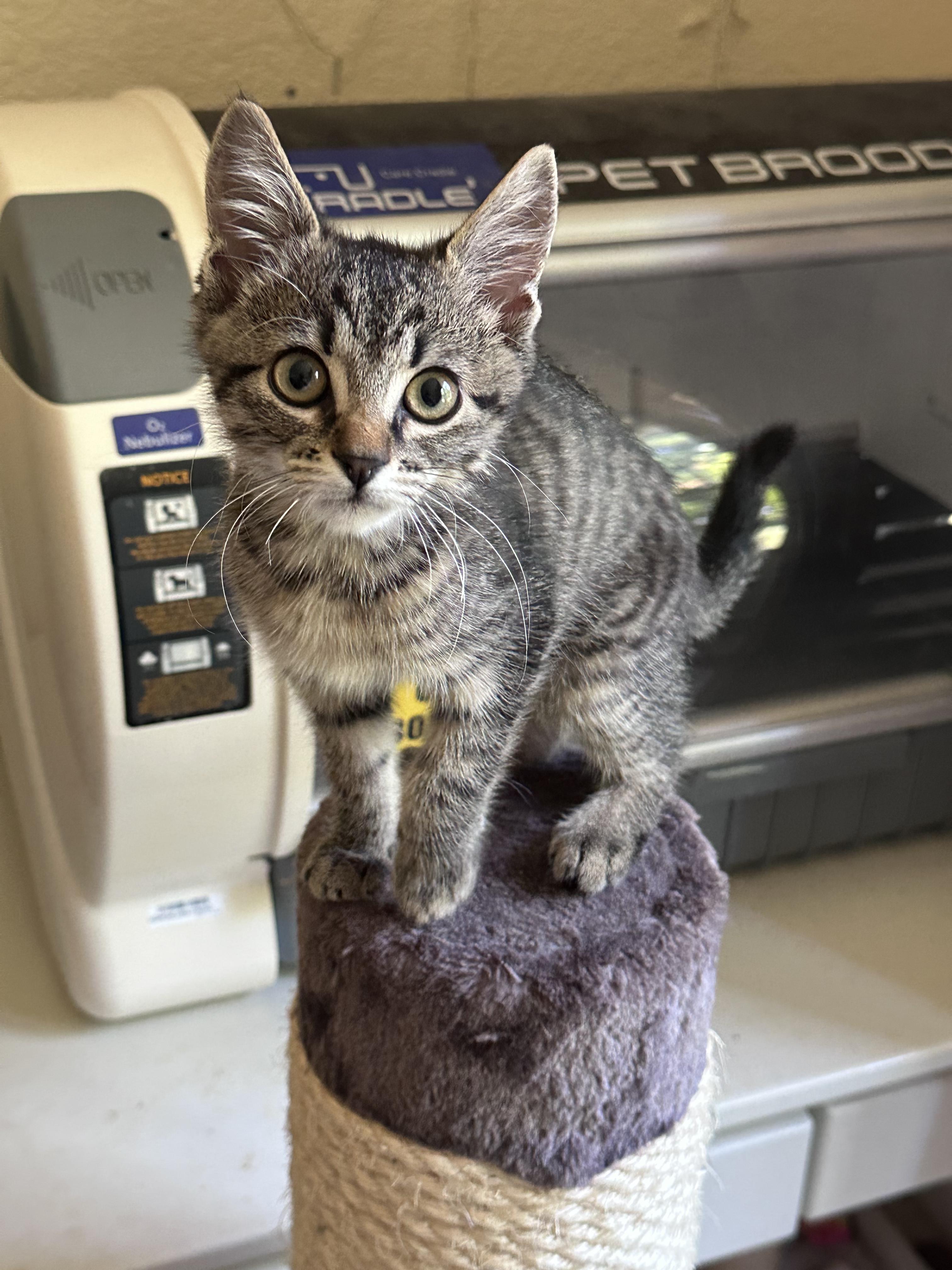 Enlarge Brittany, an adopted Domestic Short Hair in Elk Grove, CA image 1/5