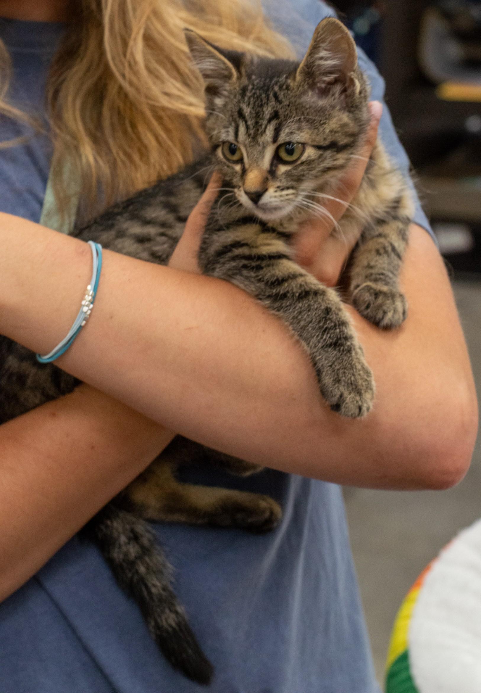 Enlarge Brittany, an adopted Domestic Short Hair in Elk Grove, CA image 2/5