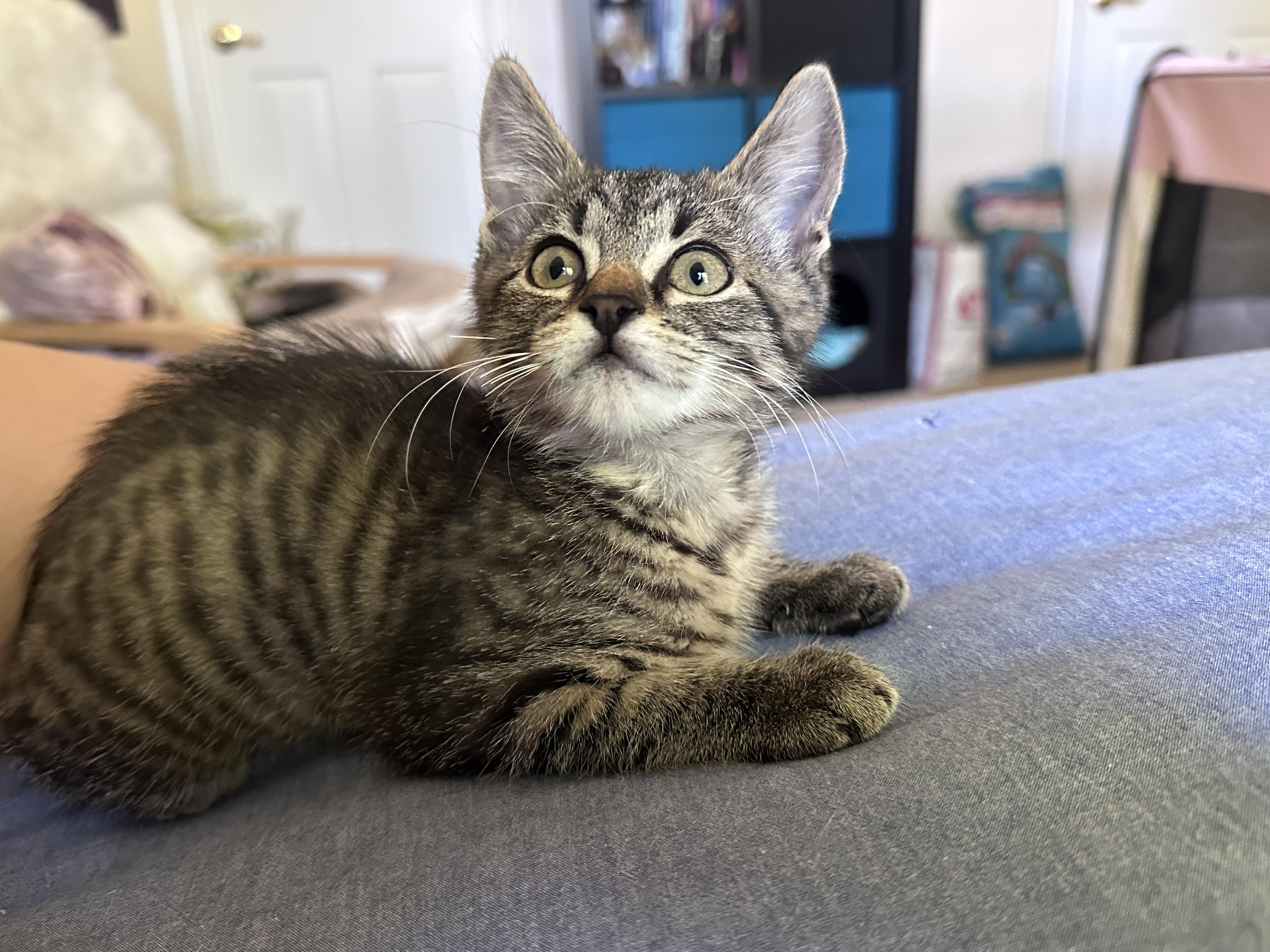 Enlarge Brittany, an adopted Domestic Short Hair in Elk Grove, CA image 3/5
