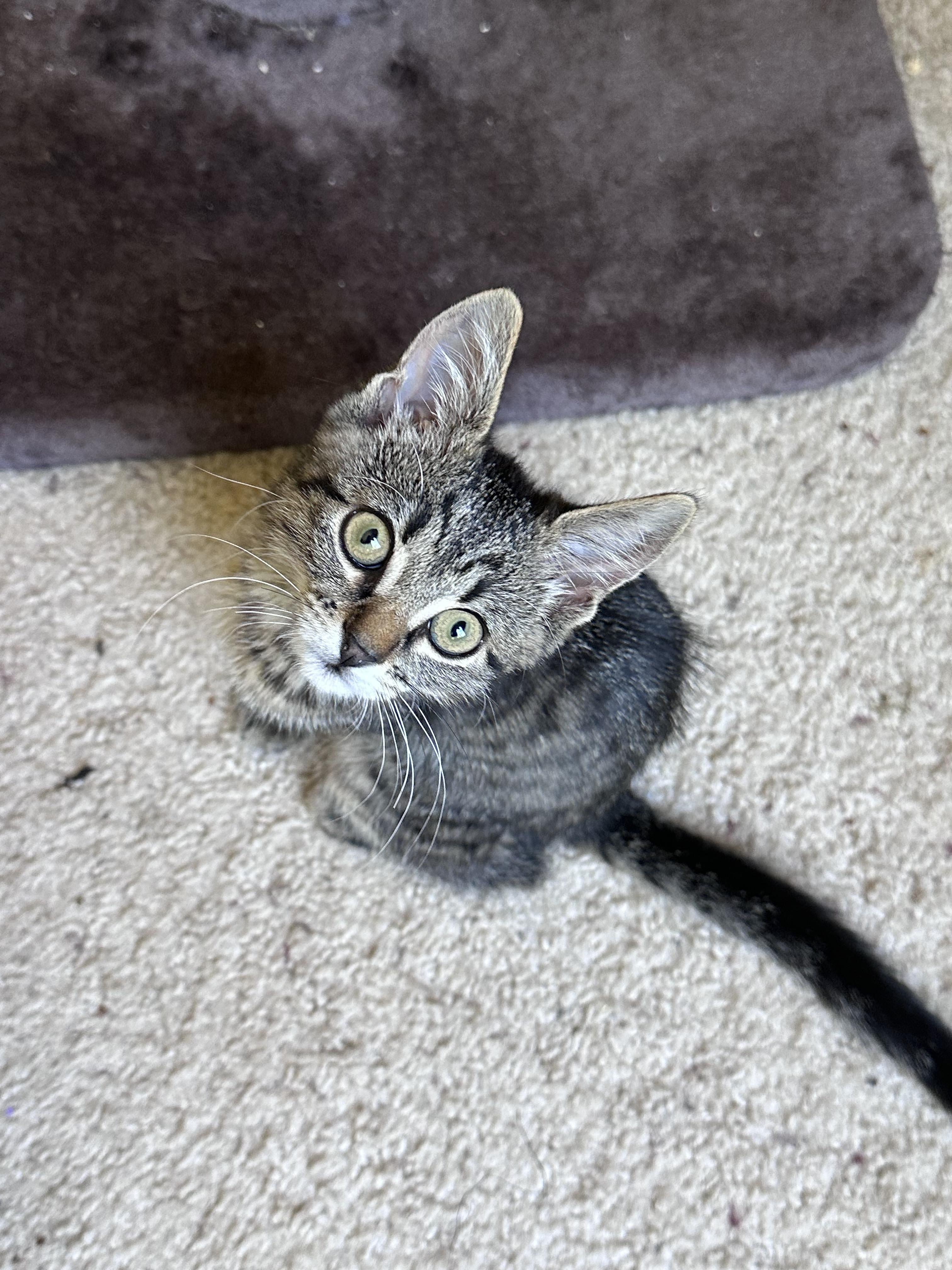 Enlarge Brittany, an adopted Domestic Short Hair in Elk Grove, CA image 5/5