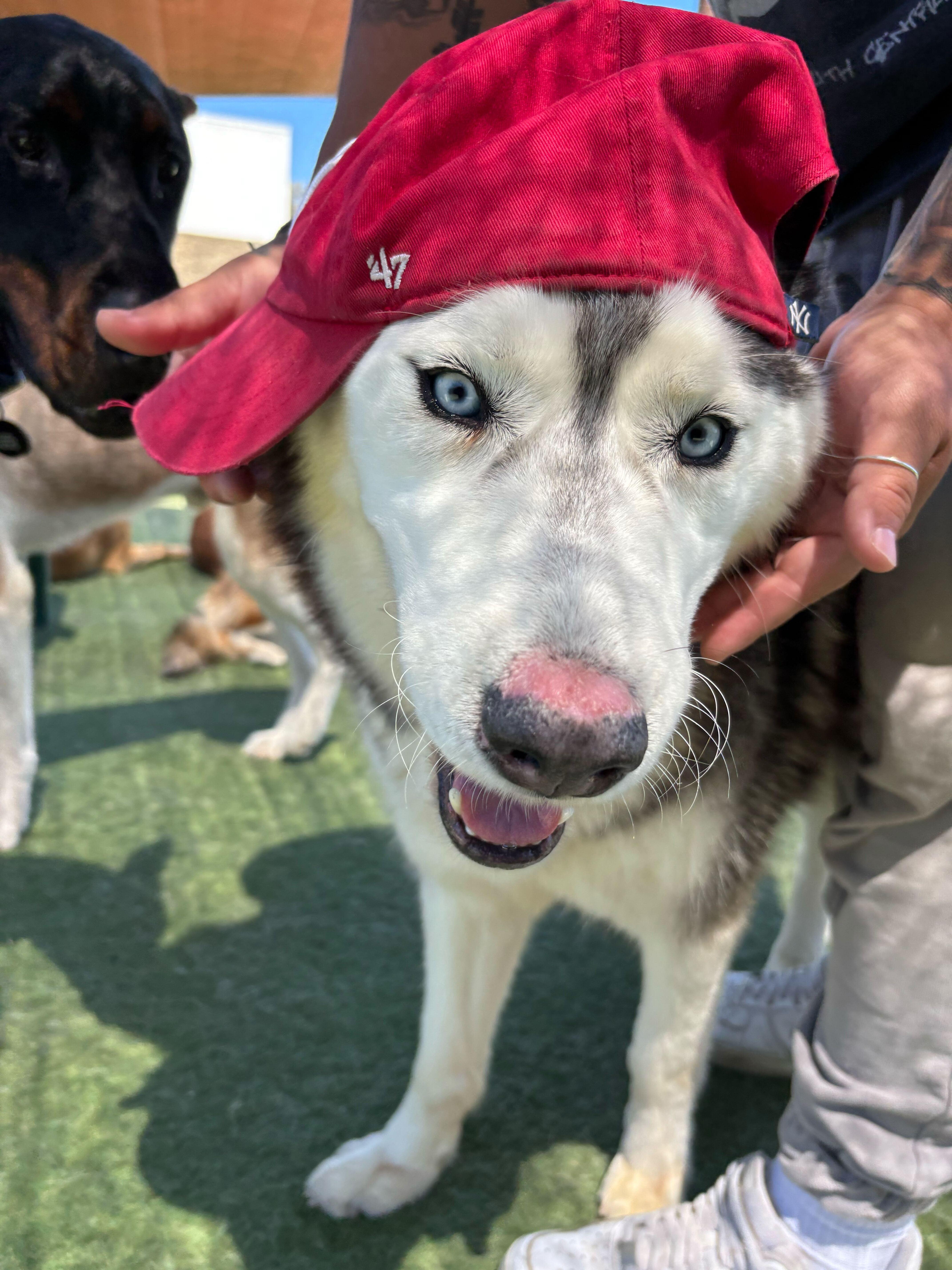 Ghost, an adoptable Siberian Husky, Jindo in Rohnert Park, CA, 94928 | Photo Image 1