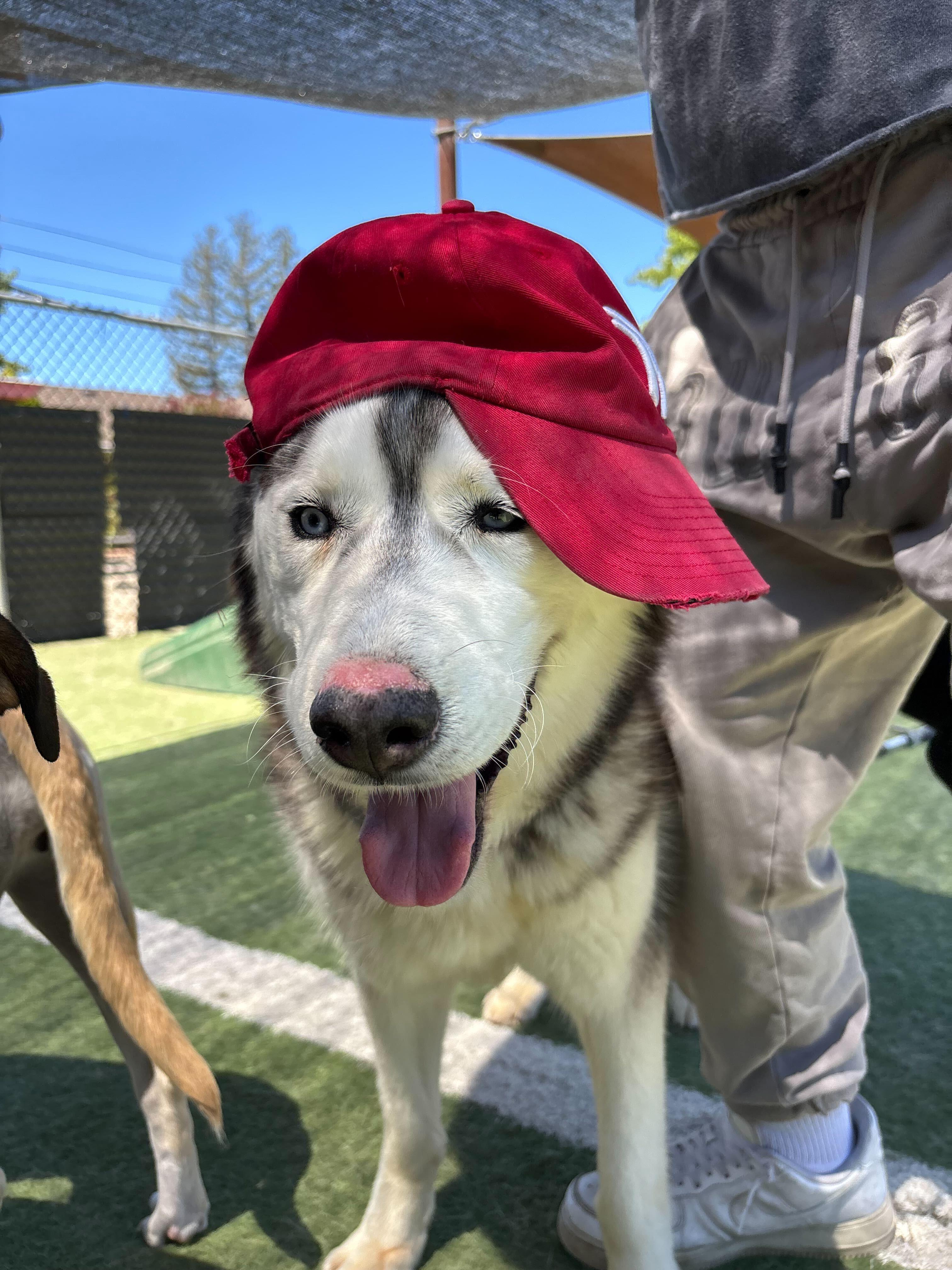 Ghost, an adoptable Siberian Husky, Jindo in Rohnert Park, CA, 94928 | Photo Image 4