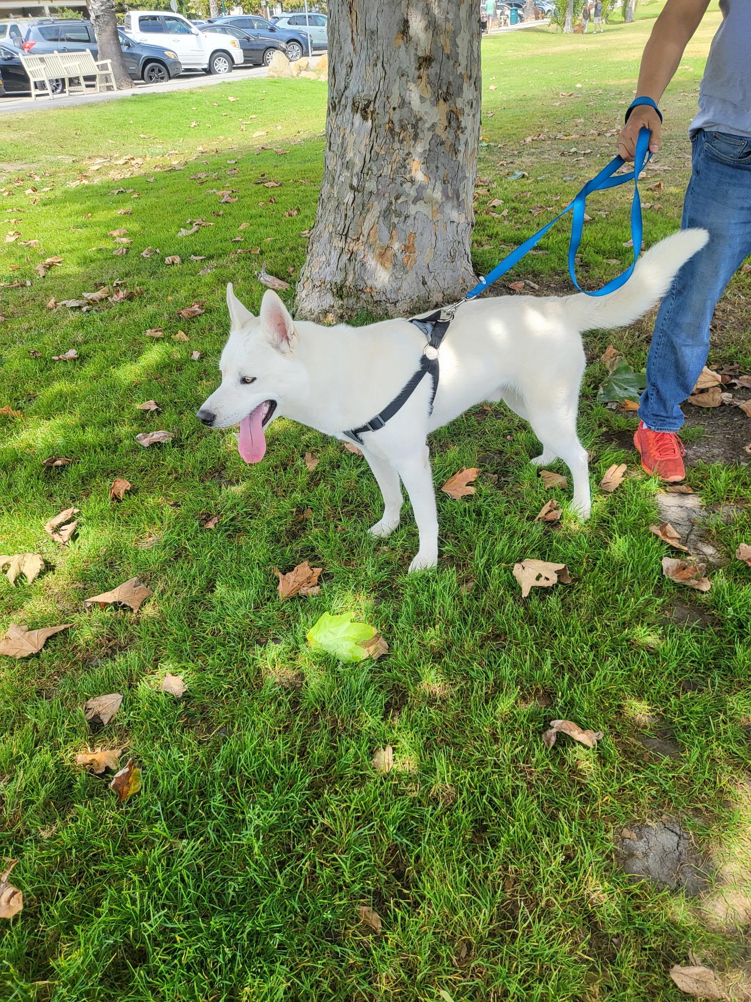 Ghost, an adoptable Siberian Husky, Jindo in Rohnert Park, CA, 94928 | Photo Image 3