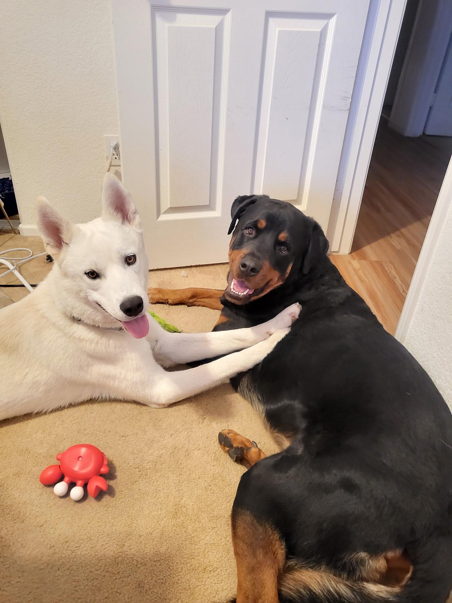 Ghost, an adoptable Siberian Husky, Jindo in Rohnert Park, CA, 94928 | Photo Image 2