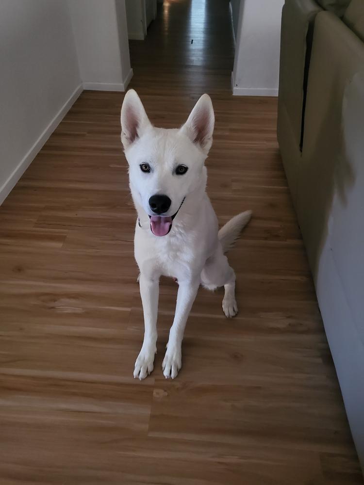 Ghost, an adoptable Siberian Husky, Jindo in Rohnert Park, CA, 94928 | Photo Image 6
