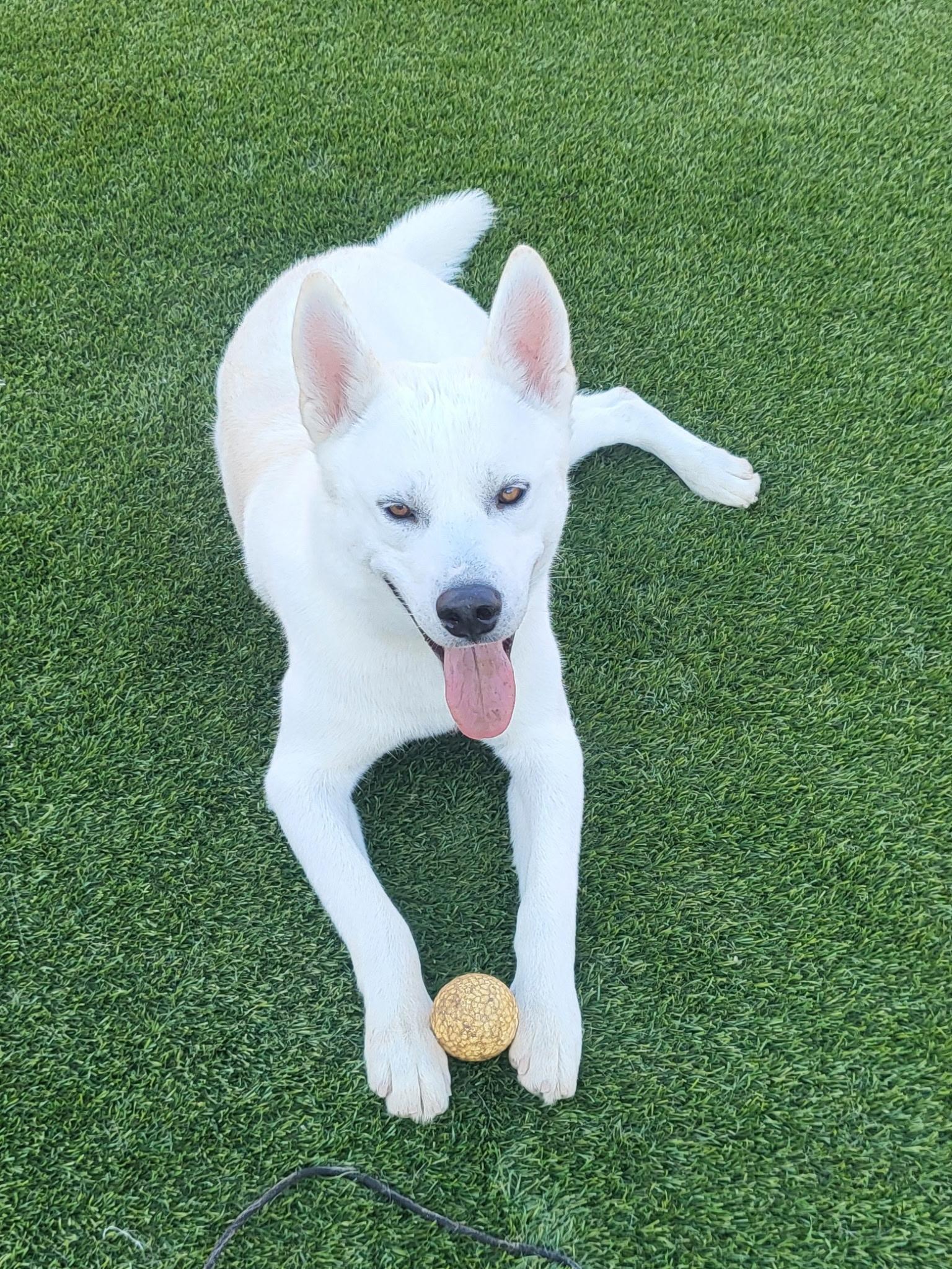Ghost, an adoptable Siberian Husky, Jindo in Rohnert Park, CA, 94928 | Photo Image 7