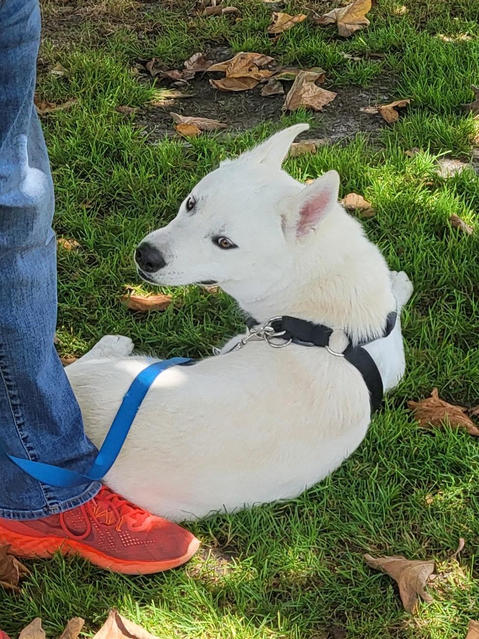 Ghost, an adoptable Siberian Husky, Jindo in Rohnert Park, CA, 94928 | Photo Image 5