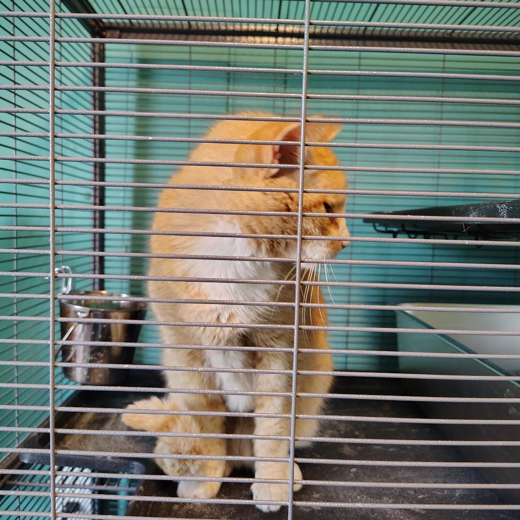 Ben, Adoptable, Young Male Domestic Short Hair.