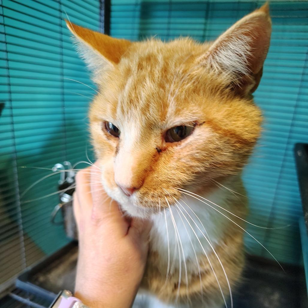 Enlarge Ben, a Adoptable Domestic Short Hair in Osawatomie, KS image 2/2