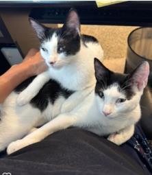 Enlarge Kit Kat, a Adoptable Domestic Short Hair in Encinitas, CA image 1/3