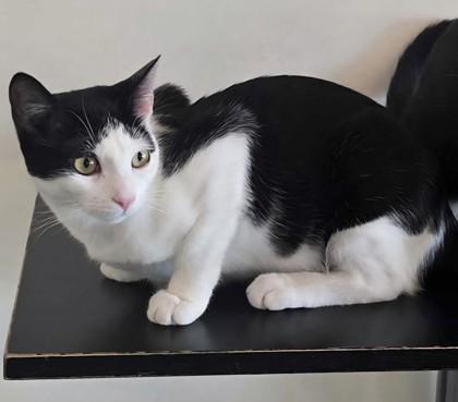 Enlarge Kit Kat, a Adoptable Domestic Short Hair in Encinitas, CA image 2/3