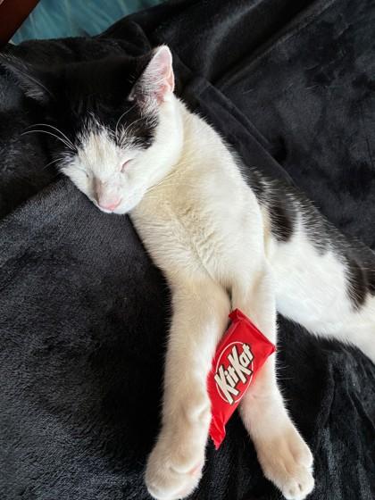 Enlarge Kit Kat, a Adoptable Domestic Short Hair in Encinitas, CA image 3/3