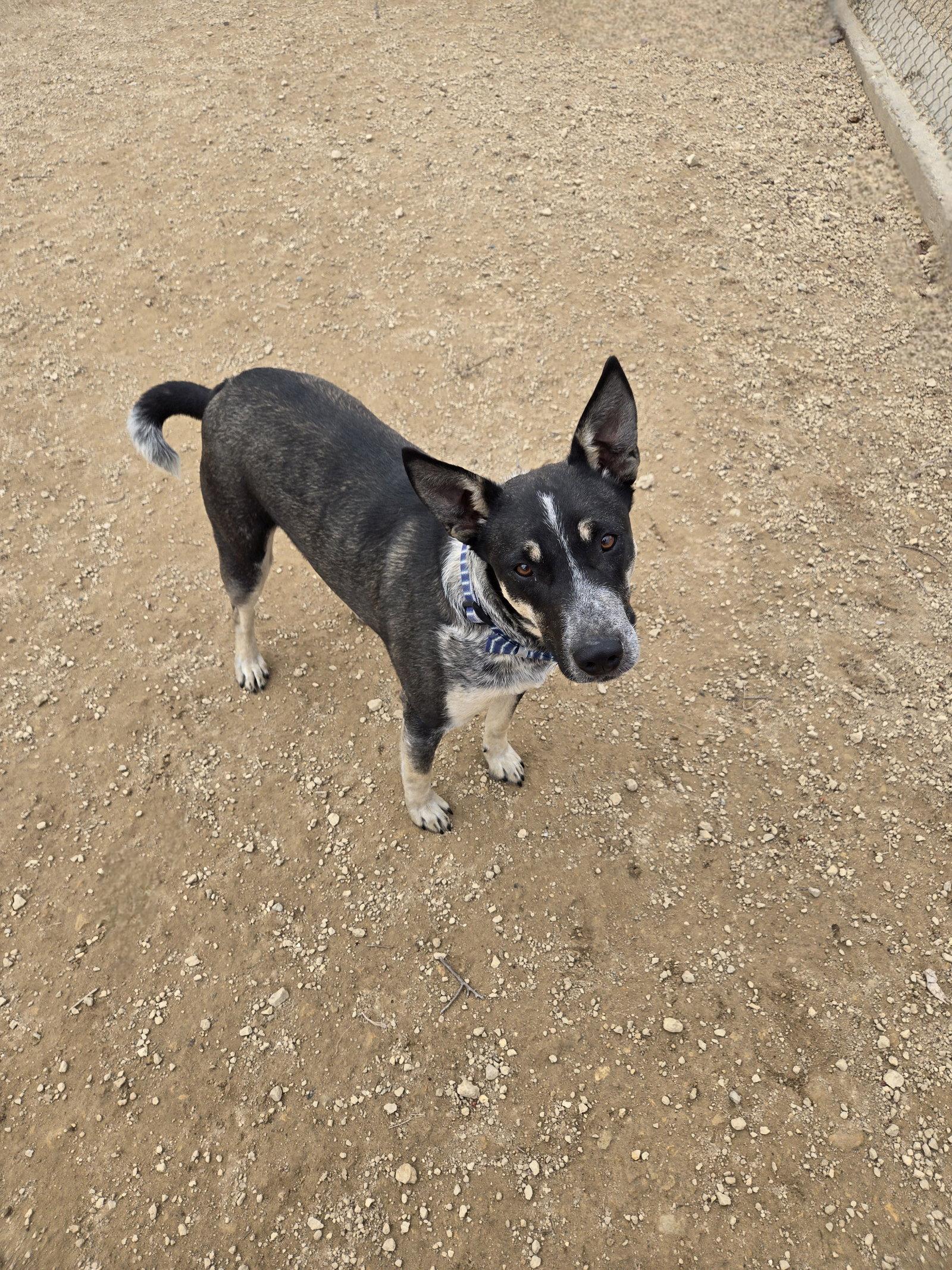 Enlarge Walker, a Adoptable Mixed Breed in Maquoketa, IA image 1/1