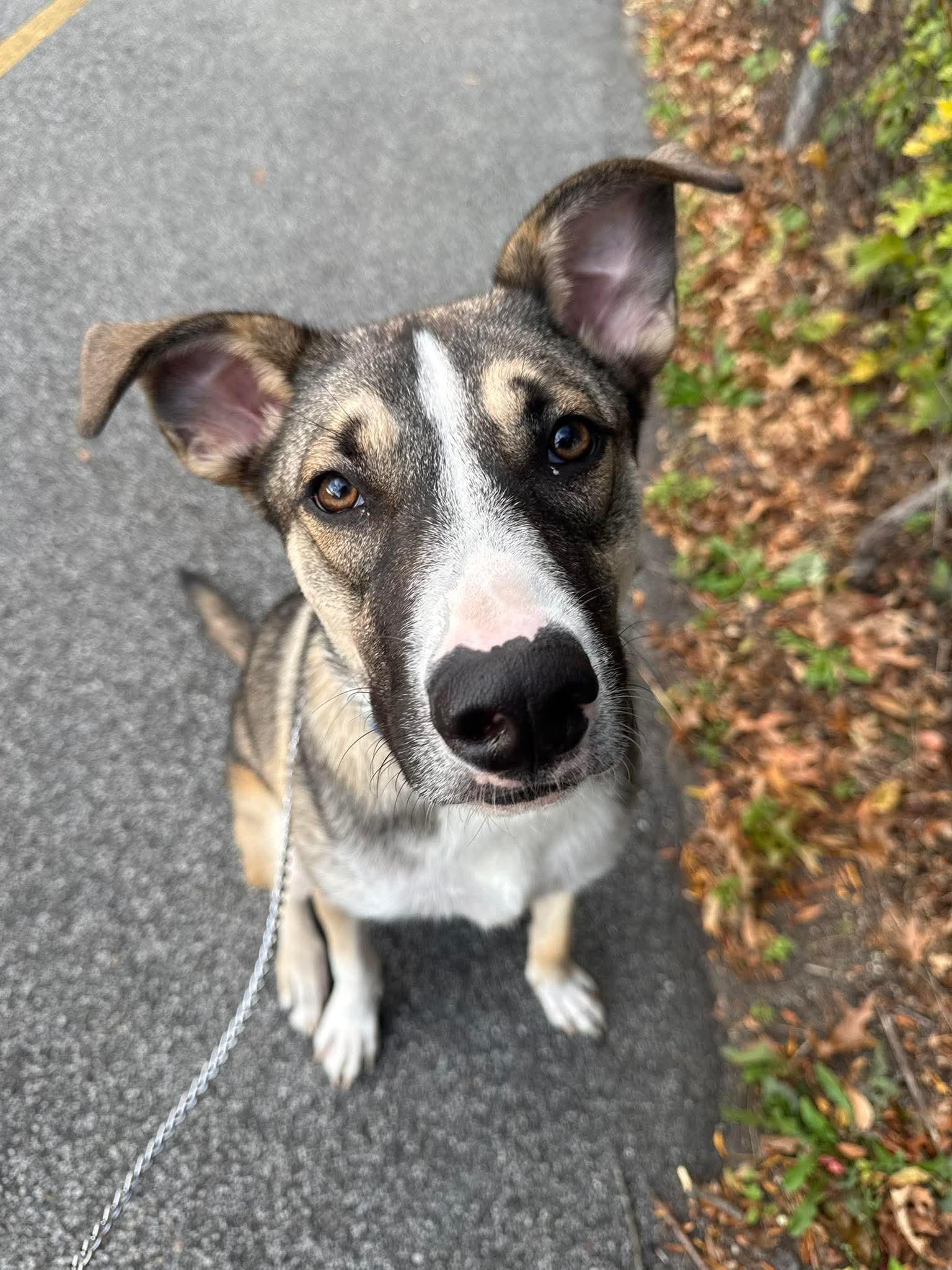 Milo, a Adoptable mixed breed in Farmingville, NY image 2/3