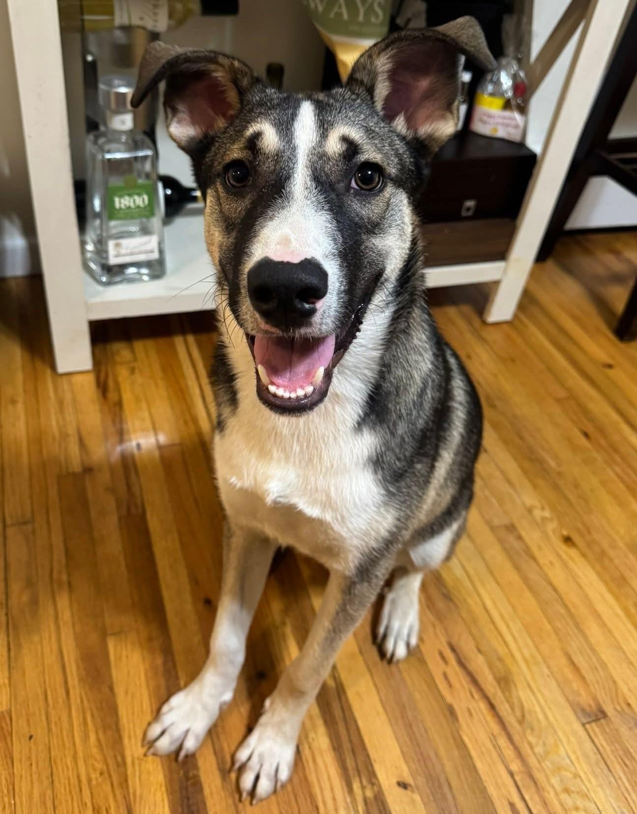 Milo, a Adoptable mixed breed in Farmingville, NY image 3/3