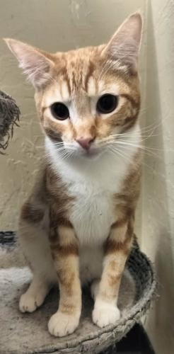 Jagger — thumbnail 2