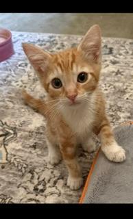 Jagger — thumbnail 3