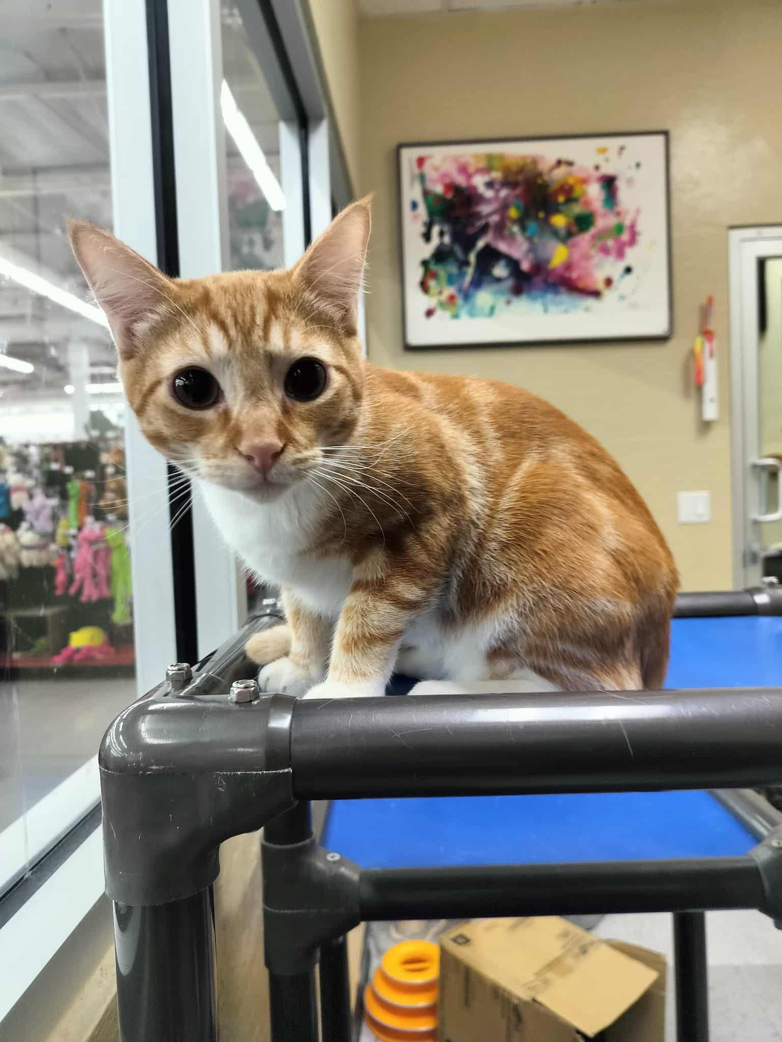 Jagger — thumbnail 4