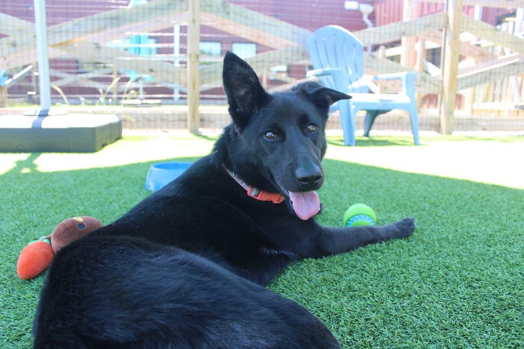 Wednesday, a ADOPTABLE mixed breed in Chestertown, MD image 3/4
