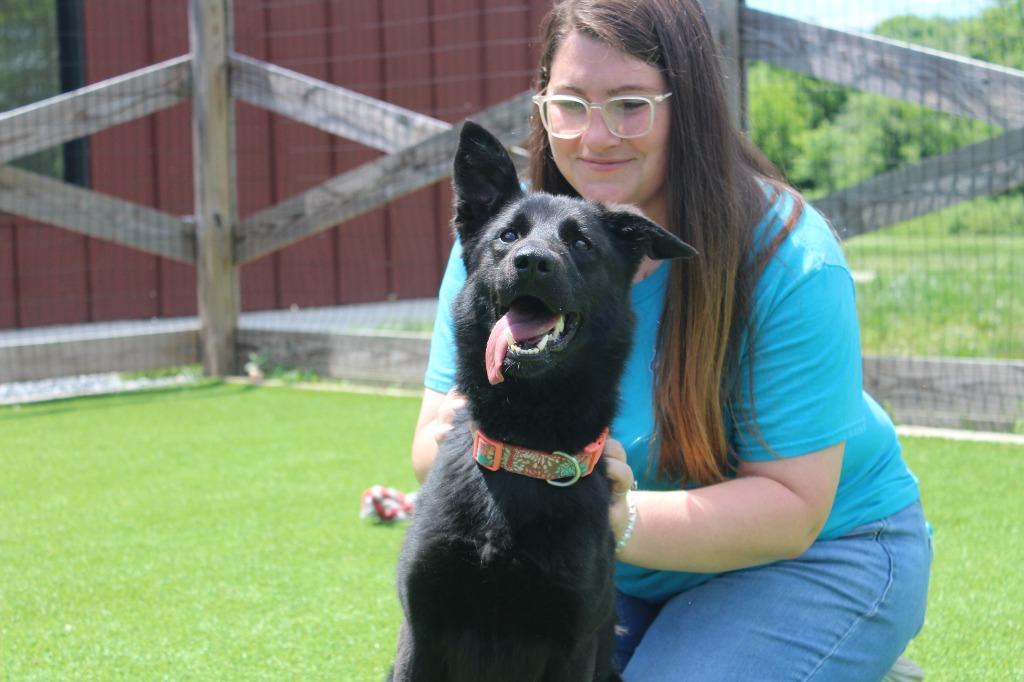 Wednesday, a ADOPTABLE mixed breed in Chestertown, MD image 4/4