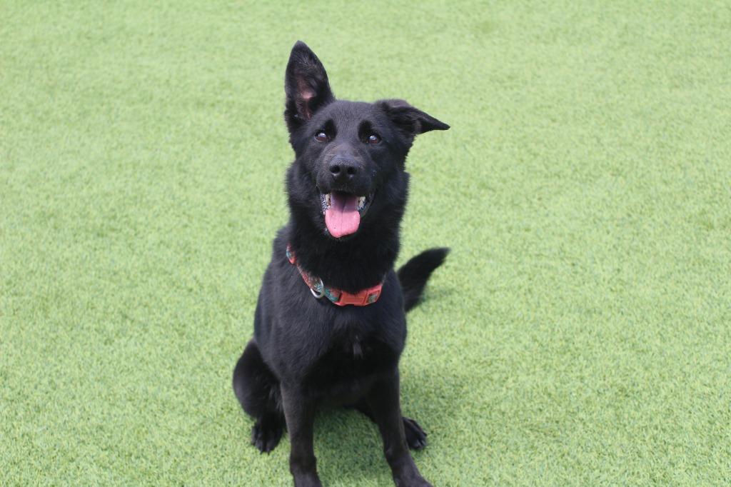 Wednesday, a ADOPTABLE mixed breed in Chestertown, MD image 2/4