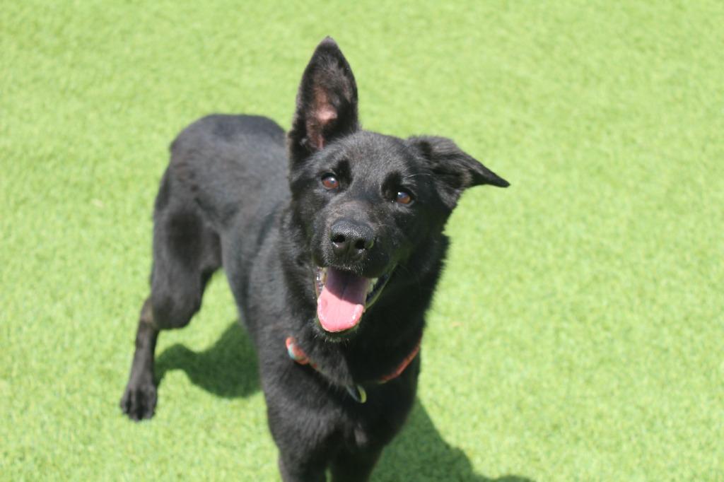 Wednesday, ADOPTABLE, Adult Female German Shepherd Dog & Mixed Breed.