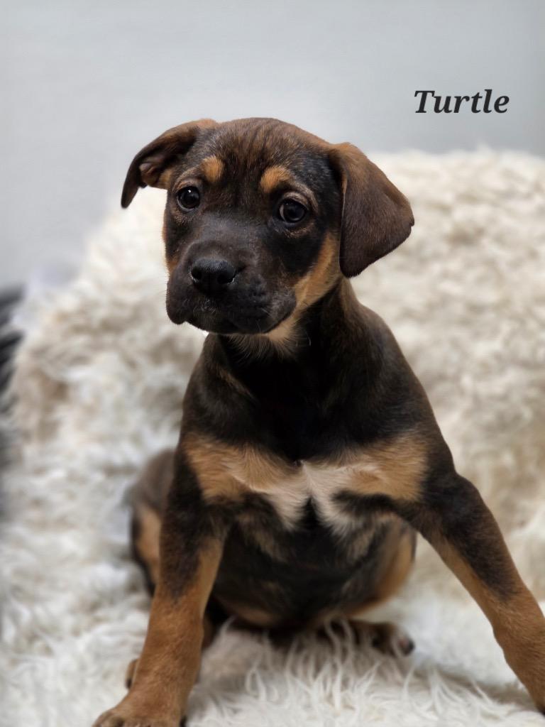 Enlarge Turtle, a Adoptable mixed breed in Clinton, SC image 1/1
