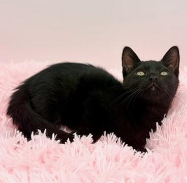 Enlarge Popsicle, an adopted Domestic Short Hair in Covington, LA image 3/5