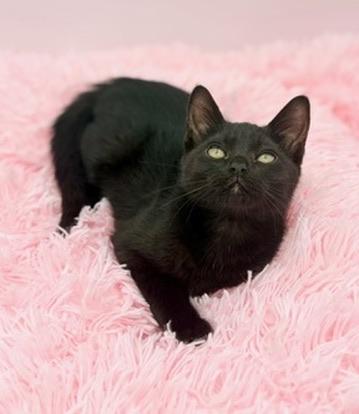 Enlarge Popsicle, an adopted Domestic Short Hair in Covington, LA image 2/5