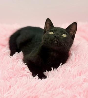Enlarge Popsicle, an adopted Domestic Short Hair in Covington, LA image 5/5