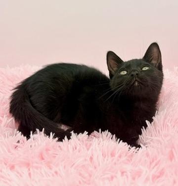 Enlarge Popsicle, an adopted Domestic Short Hair in Covington, LA image 4/5
