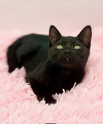 Popsicle, adopted, Kitten Female Domestic Short Hair.