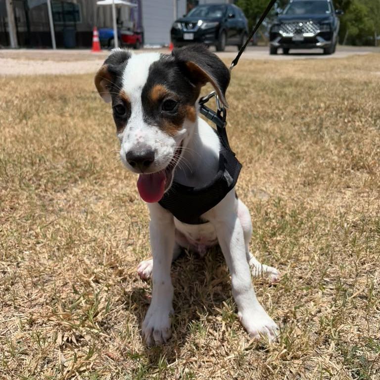 Messi, Adoptable, Puppy Male Hound & Mixed Breed.