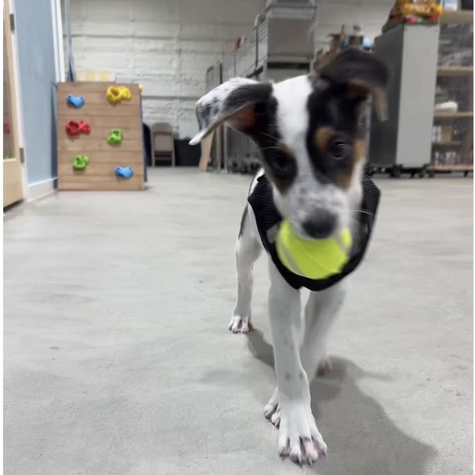 Messi, a Adoptable mixed breed in Harlingen, TX image 2/5