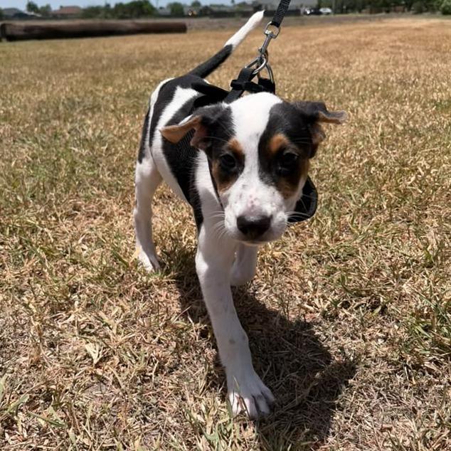 Messi, a Adoptable mixed breed in Harlingen, TX image 3/5