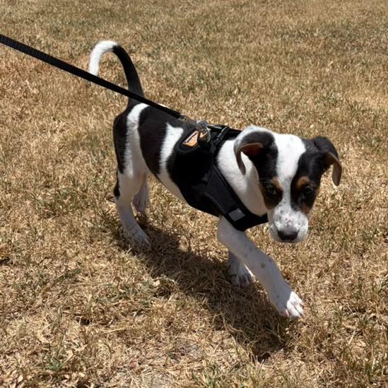 Messi, a Adoptable mixed breed in Harlingen, TX image 4/5
