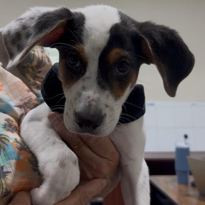 Messi, a Adoptable mixed breed in Harlingen, TX image 5/5