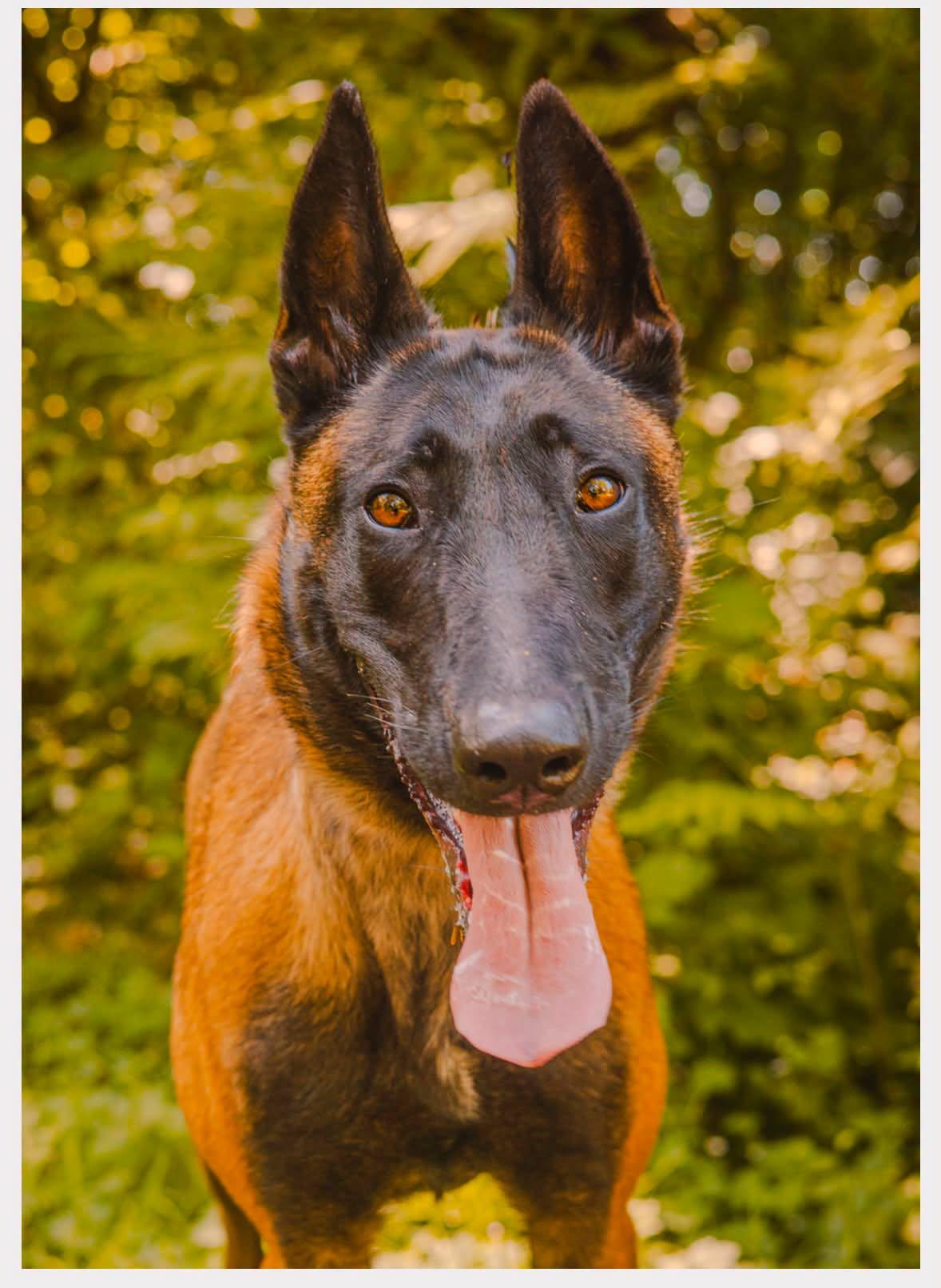 Lorelei, a ADOPTABLE Belgian Shepherd / Malinois in Tillamook, OR image 2/3