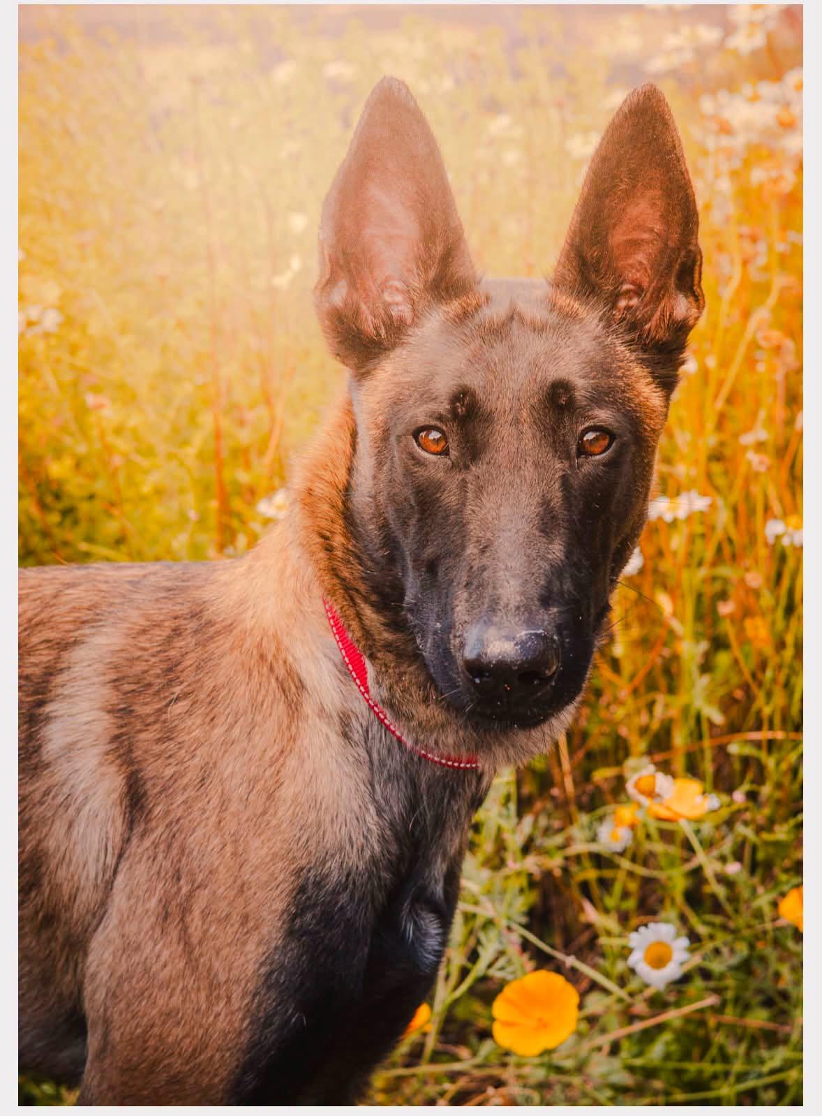 Lorelei, ADOPTABLE, Young Female Belgian Shepherd / Malinois.