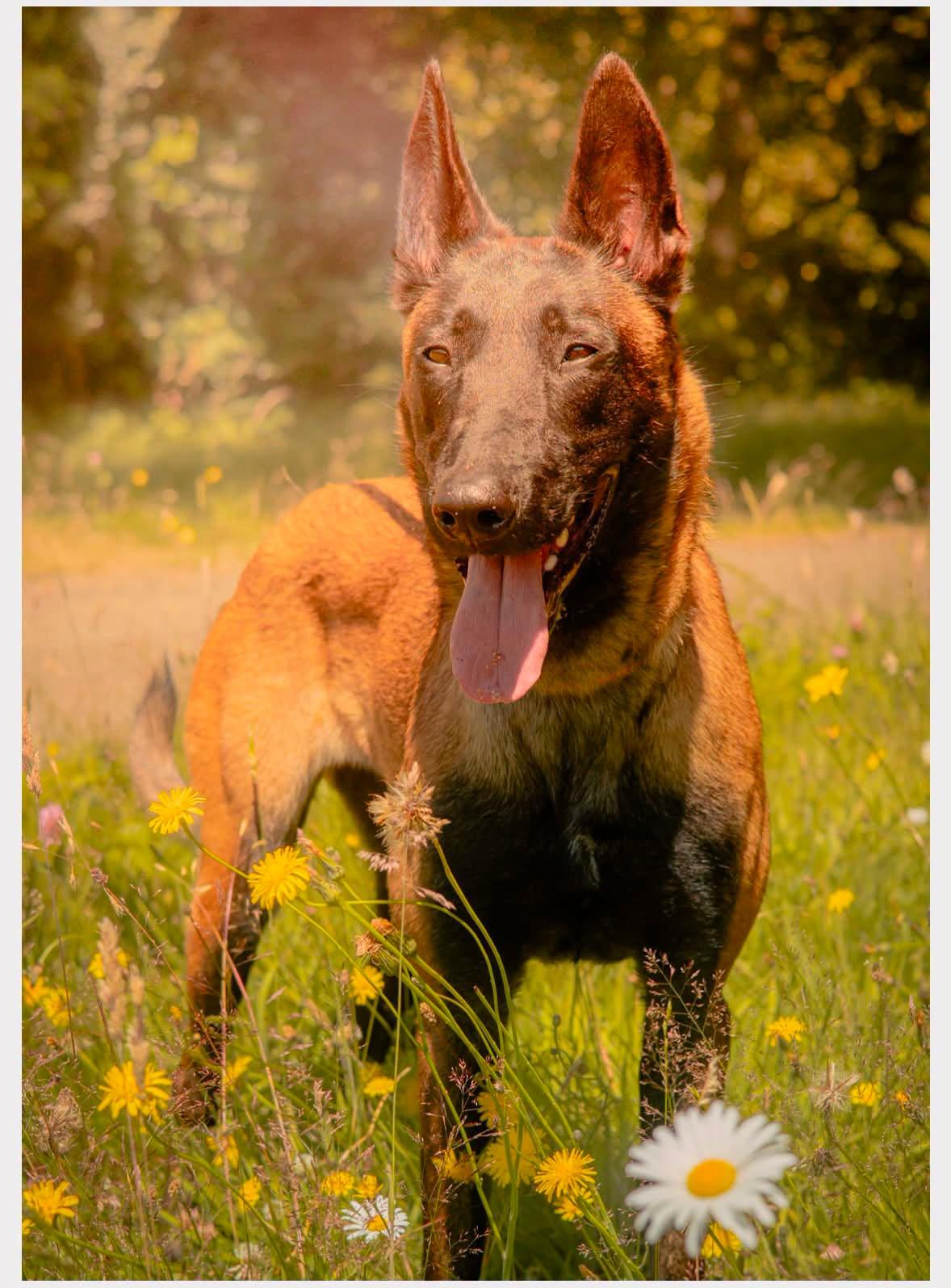 Lorelei, a ADOPTABLE Belgian Shepherd / Malinois in Tillamook, OR image 3/3