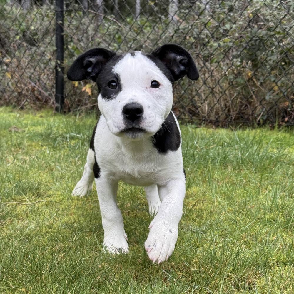 Enlarge Cardigan - Swiftie Litter - AVAILABLE, a Adoptable mixed breed in Seattle, WA image 3/6