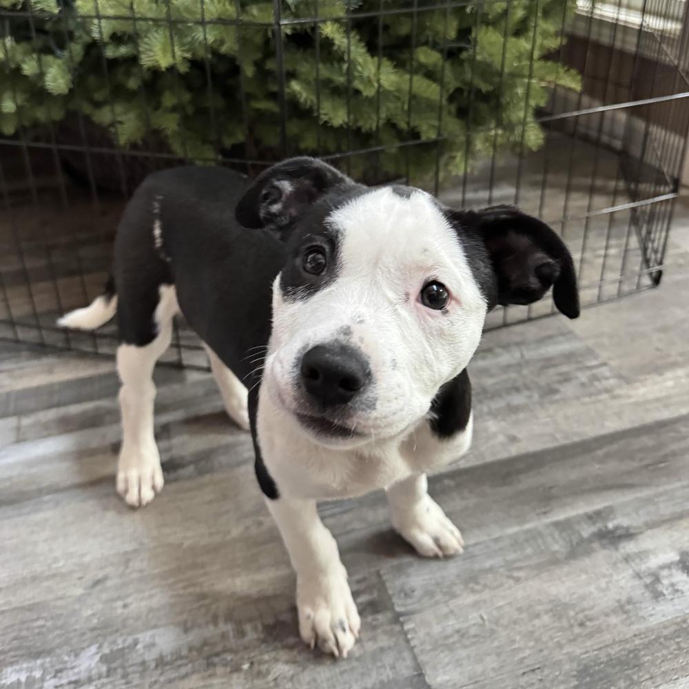 Enlarge Cardigan - Swiftie Litter - AVAILABLE, a Adoptable mixed breed in Seattle, WA image 1/6