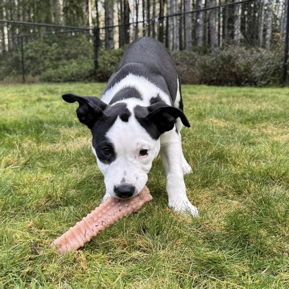 Enlarge Cardigan - Swiftie Litter - AVAILABLE, a Adoptable mixed breed in Seattle, WA image 4/6