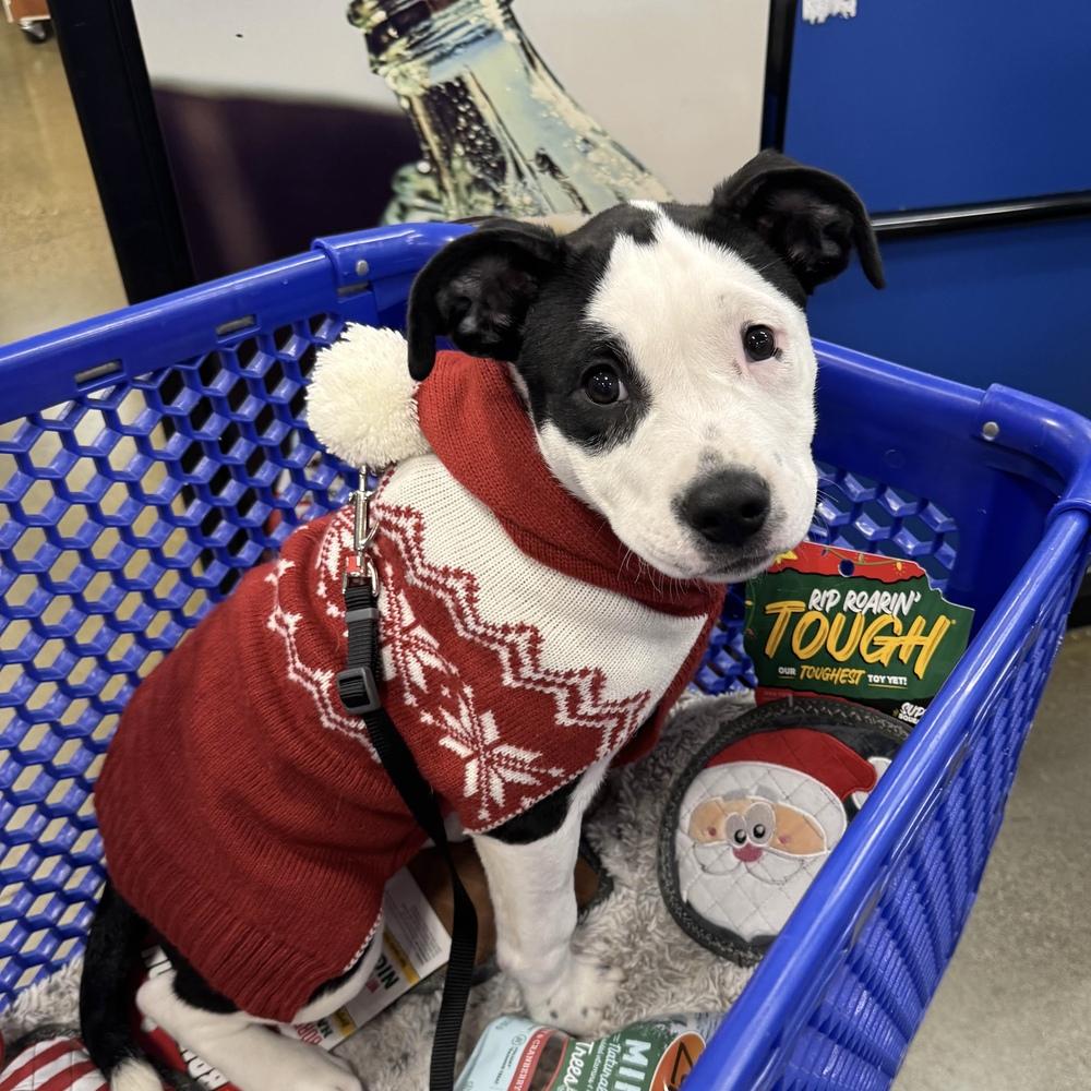 Enlarge Cardigan - Swiftie Litter - AVAILABLE, a Adoptable mixed breed in Seattle, WA image 2/6