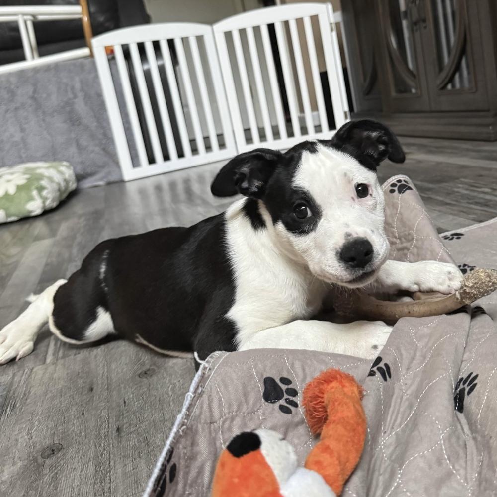 Enlarge Cardigan - Swiftie Litter - AVAILABLE, a Adoptable mixed breed in Seattle, WA image 5/6