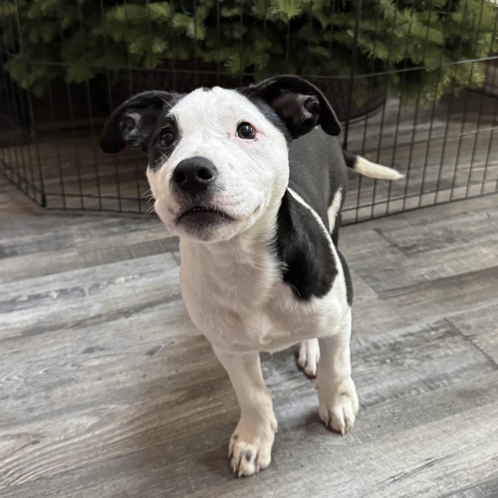 Enlarge Cardigan - Swiftie Litter - AVAILABLE, a Adoptable mixed breed in Seattle, WA image 6/6